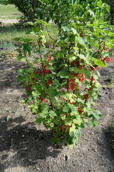 Die mal als weiße Johannisbeeren gekaufte Pflanze hat auch dieses Jahr rote Früchte am 18.06