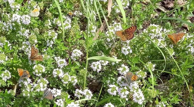 Schmetterlinge am Thymian Beitragsbild 17.5.2024