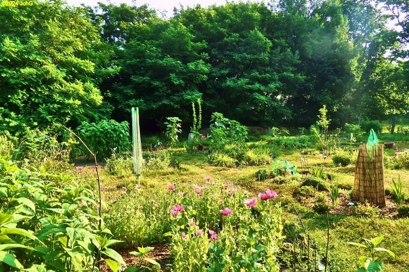 Unser Garten im Juli 2015