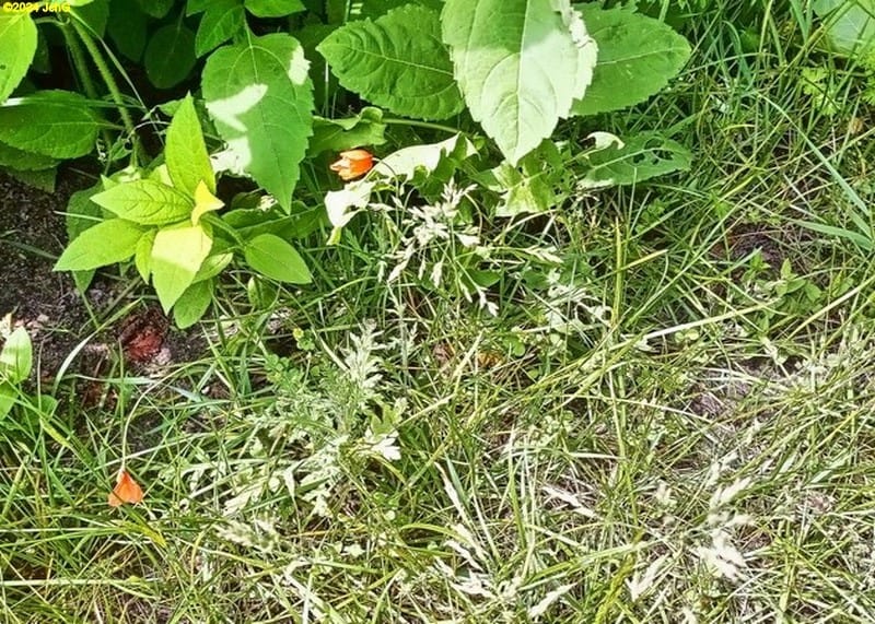 Wildblumen und Topinambur Beet "Mangold" 22. Kalenderwoche 2024