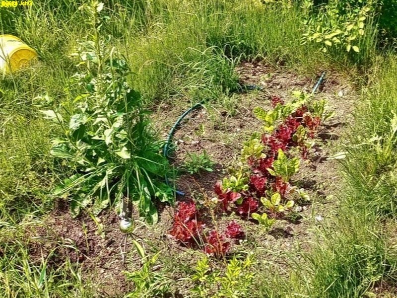 Salat und Mangold im Beet "Erdbeere" 22. Kalenderwoche 2024