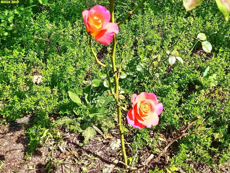 Weitere Rosenblüten im Beet "Weißdorn" Juni 2024
