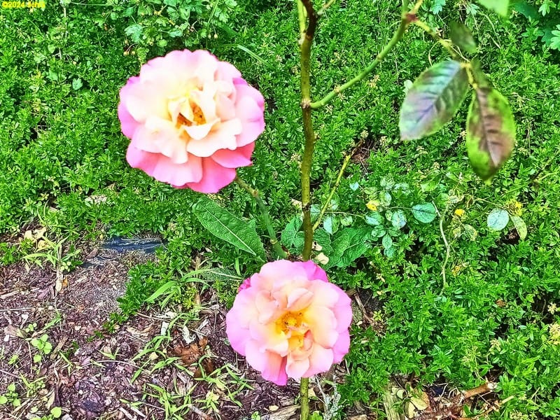 Rosenblüten im Beet "Weißdorn" Juni 2024