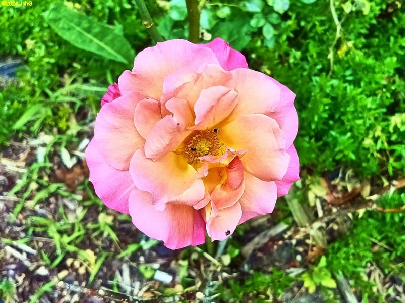 Weitere Rosenblüte im Beet "Weißdorn" Juni 2024