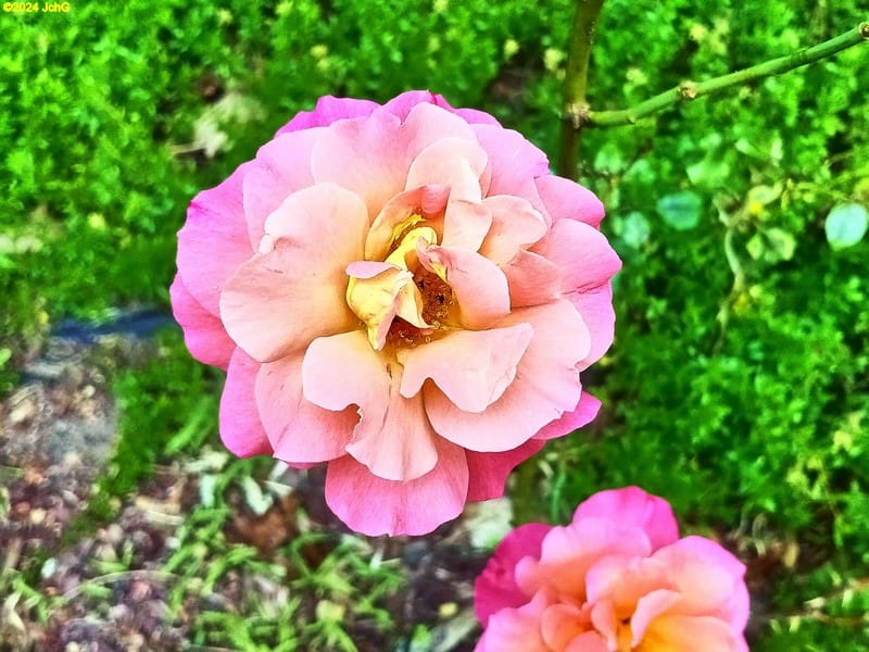 Rosenblüte im Beet "Weißdorn" Juni 2024