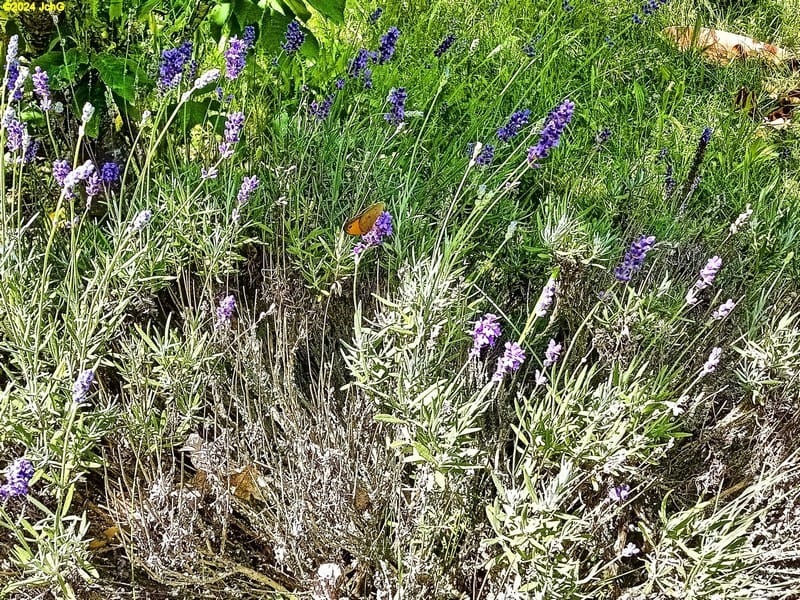 Großes Ochsenauge am blühenden Lavendel im Beet "Trapez" 25. Kalenderwoche 2024