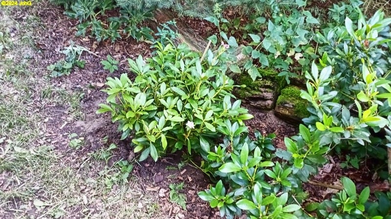 Der neue Rhododendron Cunningham's White und ein weiterer Rhododendron Beet "Mohrchen" 25. Kalenderwoche 2024