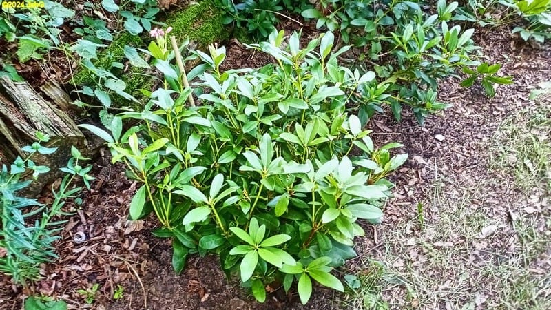 Der neue Rhododendron Cunningham's White Beet "Mohrchen" 25. Kalenderwoche 2024