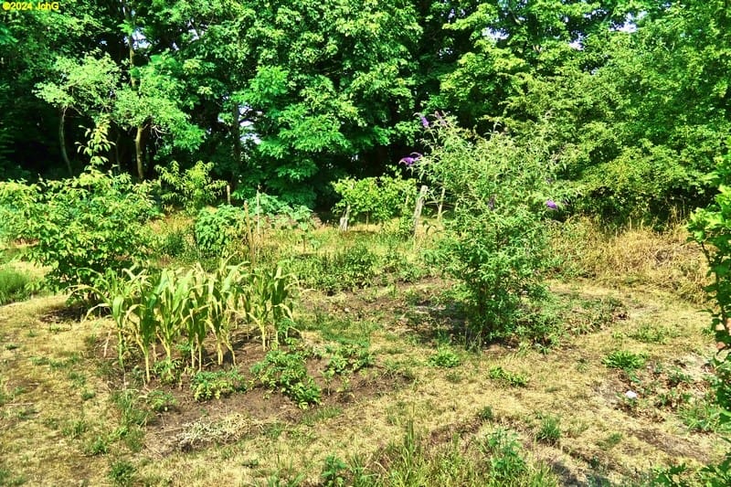Unser Garten im Juli 2019