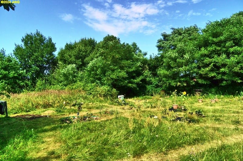 Unser Garten im Juli 2013