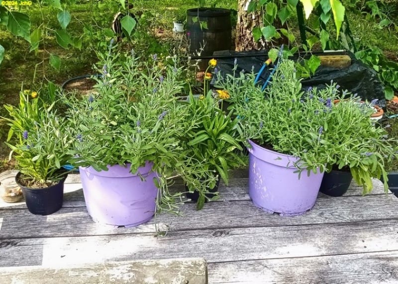 Neue Pflanzen- Kokardenblumen, Mädchenauge, Lavendel 28. Kalenderwoche 2024