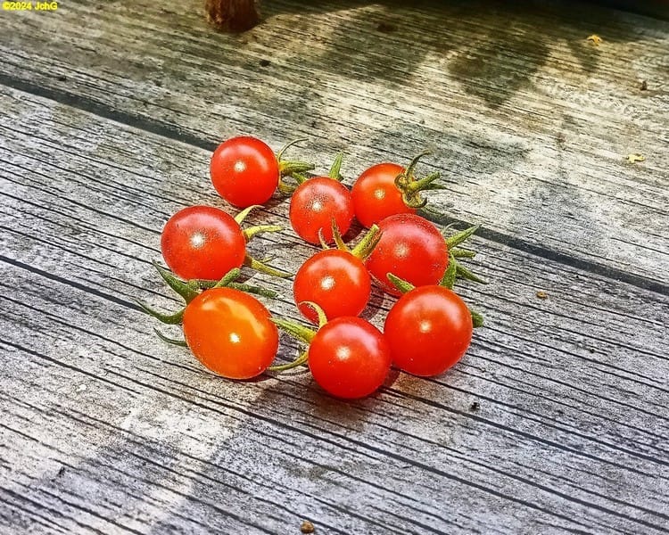 Erste Tomaten geerntet 29. Kalenderwoche 2024