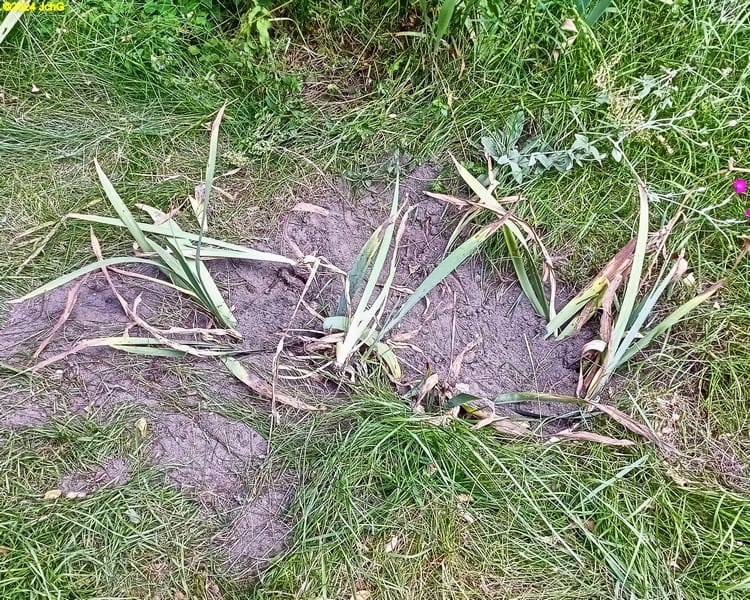 Die umgepflanzten Schwertlilien Beet "Erwin" 29. Kalenderwoche 2024