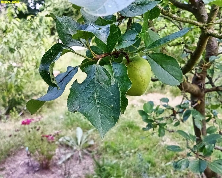 Ein Apfel am Apfelbaum im Beet "Sanddorn" 29. Kalenderwoche 2024
